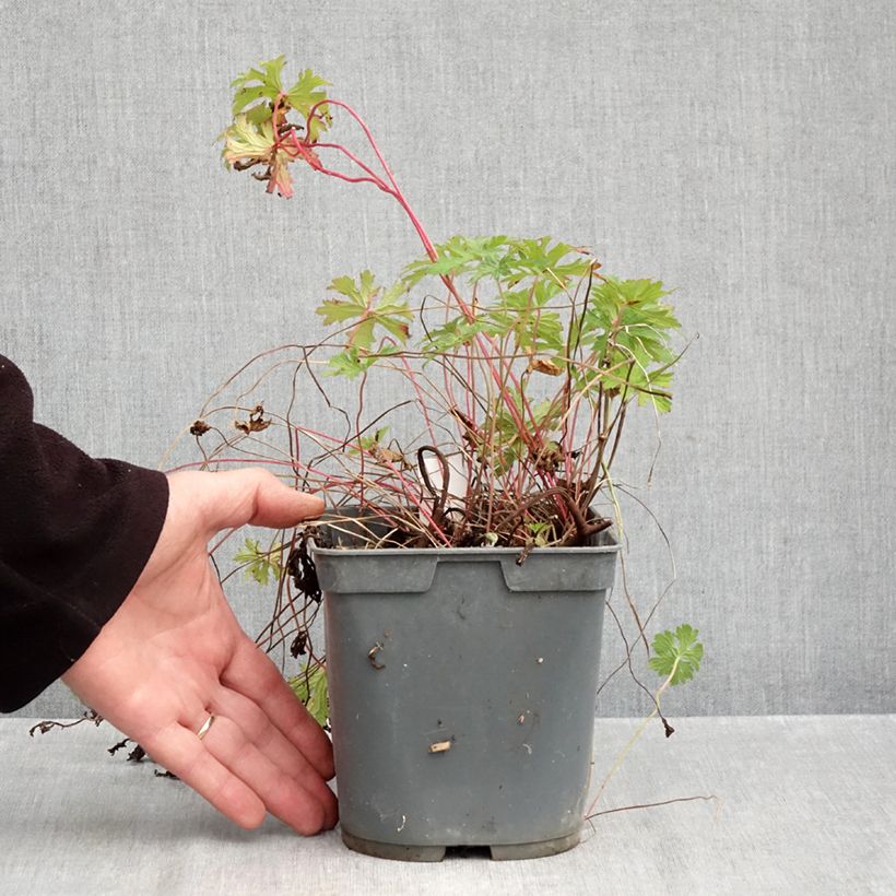 Example of Geranium himalayense Gravetye - Ooievaarsbek Pot van 2 l/3 l as you get in automne