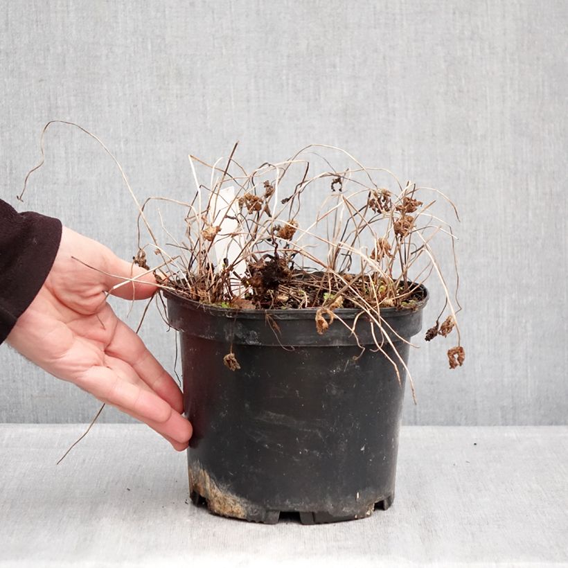 Exemplaar van Geranium himalayense Gravetye - Ooievaarsbek Pot van 2 l/3 l zoals geleverd in de winter