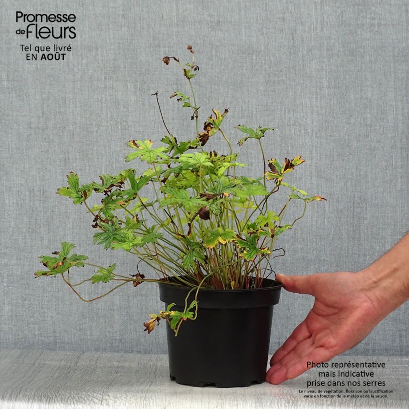 Exemplaar van Géranium vivace himalayense Plenum (Birch Double) Pot de 2L/3L zoals geleverd in de zomer