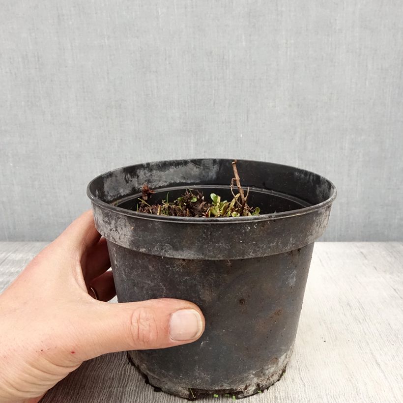 Exemplaar van Geranium himalayense Plenum - Ooievaarsbek Pot van 2 l/3 l zoals geleverd in de lente