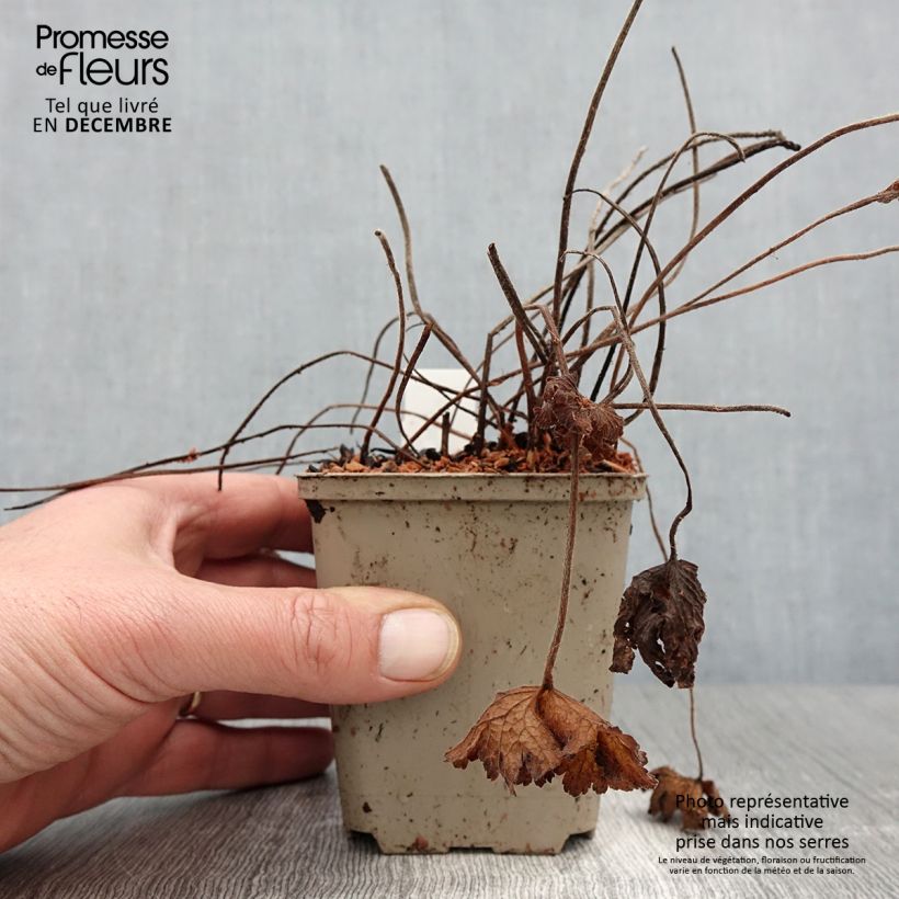Exemplaar van Geranium ibericum - Ooievaarsbek Kweekpotje van 8/9 cm zoals geleverd in de herfst