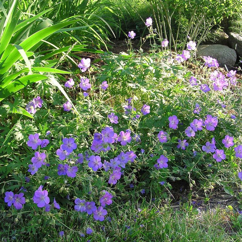 Geranium Johnson's Blue - Ooievaarsbek (Flowering)