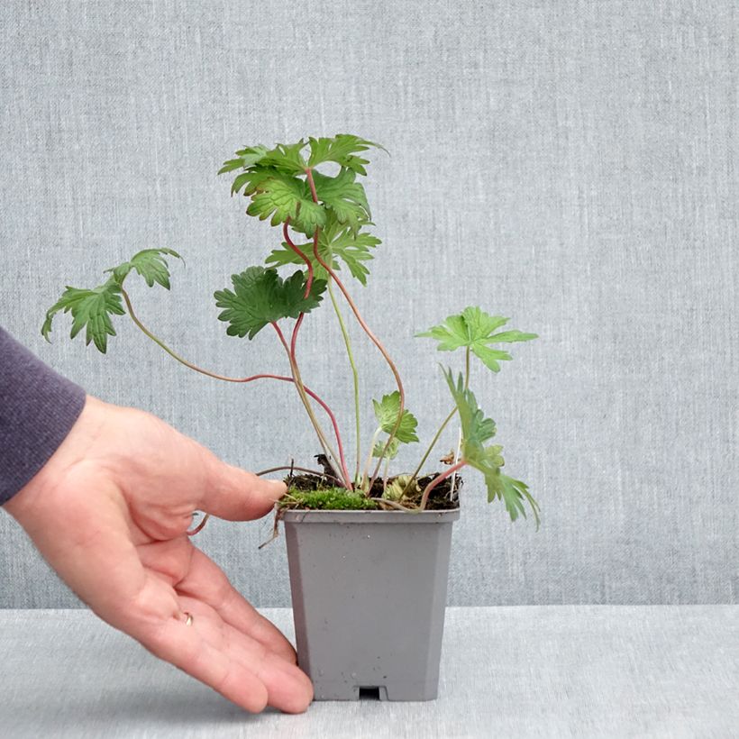 Exemplaar van Geranium Johnson's Blue - Ooievaarsbek Kweekpotje van 8/9 cm zoals geleverd in de lente