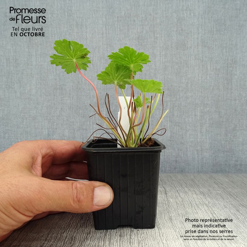 Exemplaar van Geranium Joy - Ooievaarsbek Kweekpotje van 8/9 cm zoals geleverd in de herfst