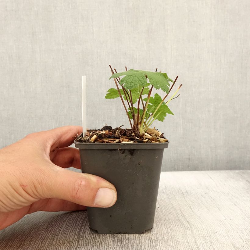 Exemplaar van Geranium Karen Wouters - Ooievaarsbek Kweekpotje van 8/9 cm zoals geleverd in de herfst