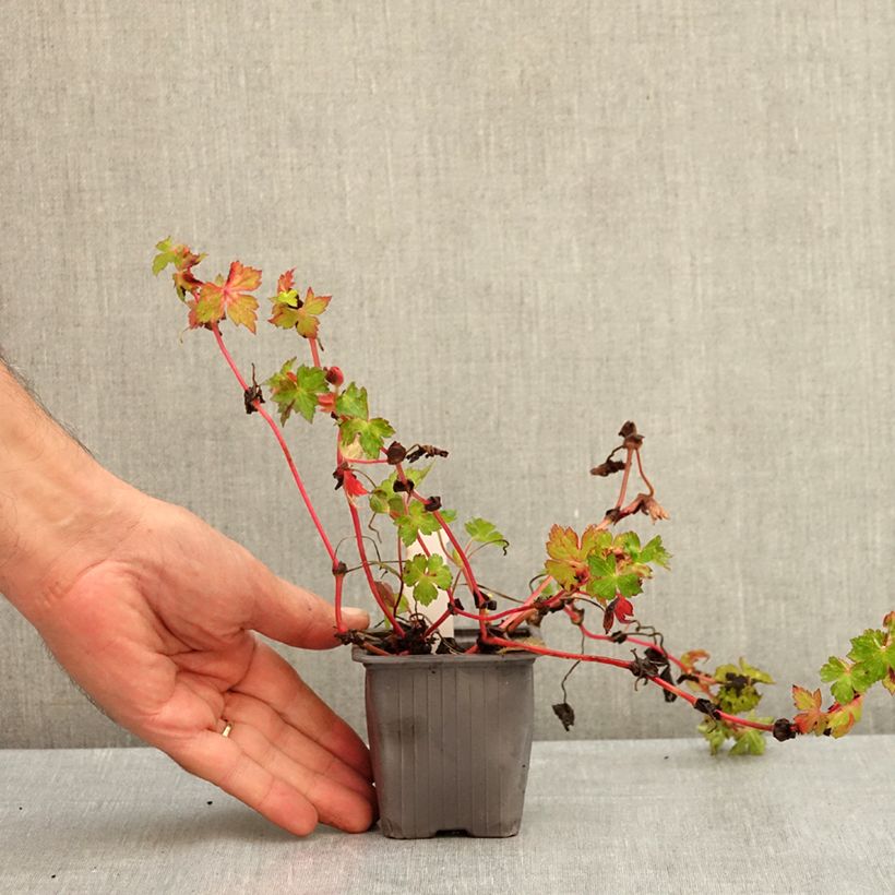 Exemplaar van Geranium wallichianum Kelly-Anne - Ooievaarsbek Kweekpotje van 8/9 cm zoals geleverd in de zomer