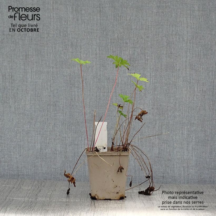 Exemplaar van Geranium Lea  - Ooievaarsbek Kweekpotje van 8/9 cm zoals geleverd in de herfst