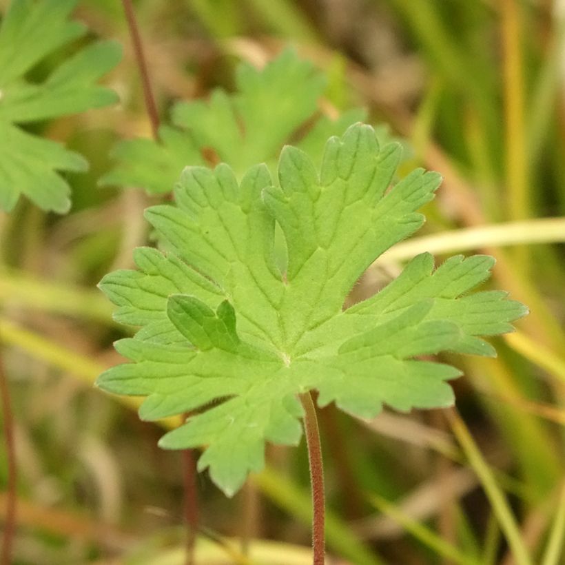 Geranium Lea  - Ooievaarsbek (Blad)