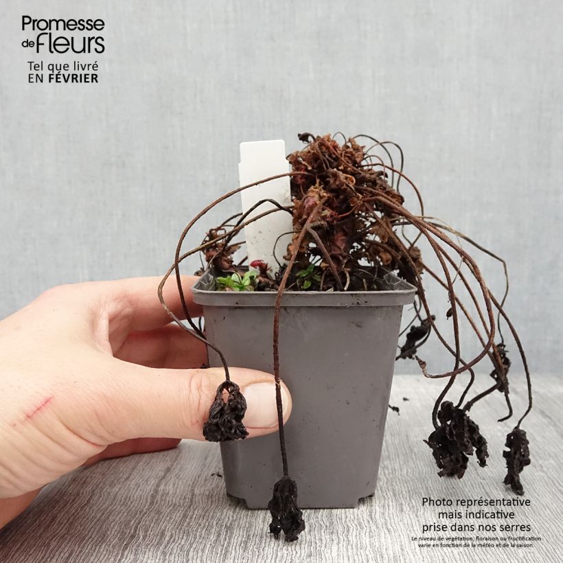 Example of Geranium macrorrhizum Ingwersens Variety - Rotsooievaarsbek Kweekpotje van 8/9 cm as you get in hiver