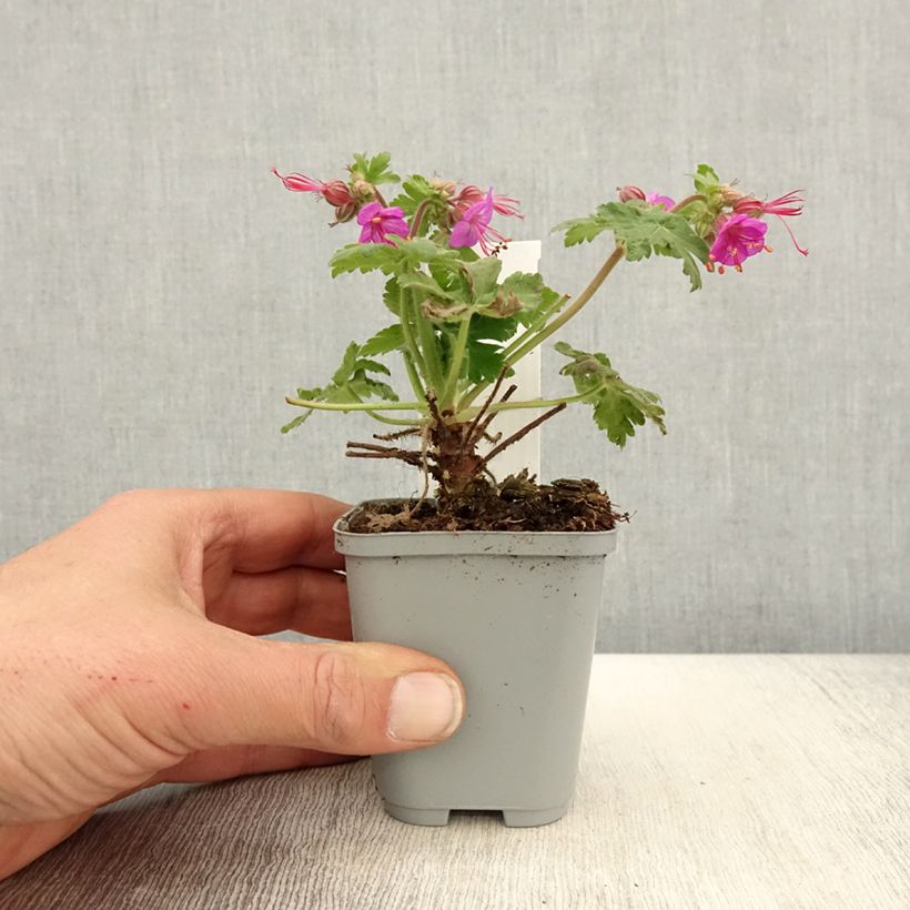 Exemplaar van Geranium macrorrhizum Ingwersens Variety - Rotsooievaarsbek Kweekpotje van 8/9 cm zoals geleverd in de lente