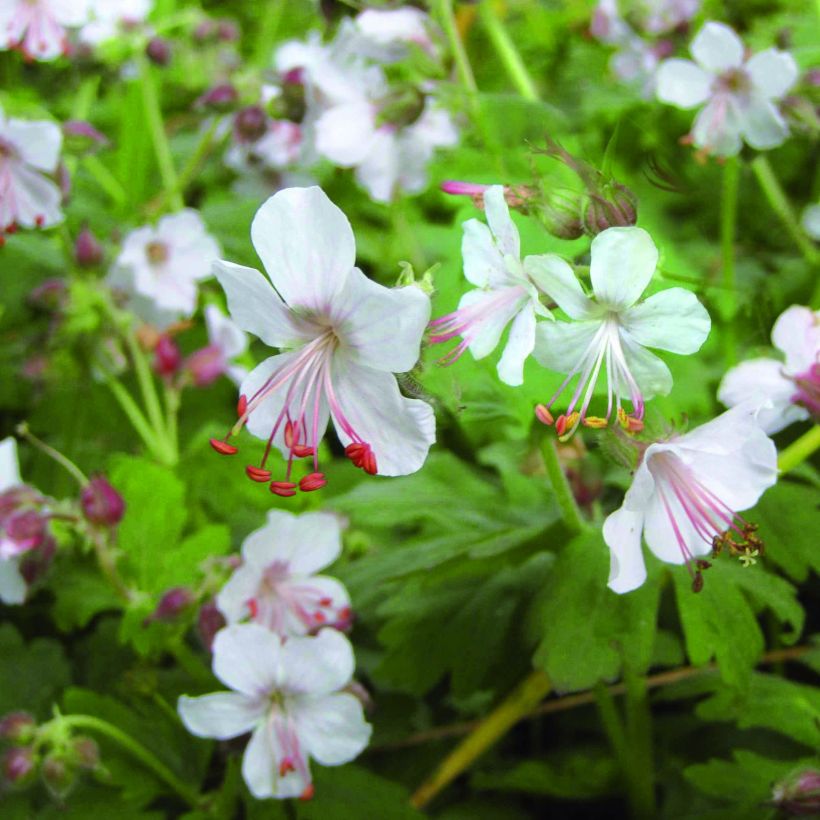 Geranium macrorrhizum Spessart - Rotsooievaarsbek (Flowering)