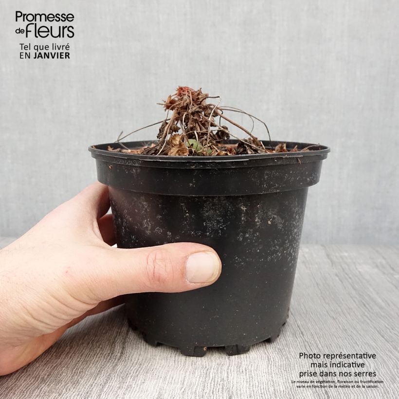 Example of Geranium macrorrhizum Spessart - Rotsooievaarsbek Pot van 2 l/3 l as you get in hiver