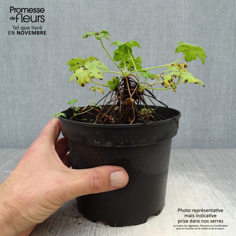 Exemplaar van Geranium macrorrhizum White Ness - Rotsooievaarsbek Pot van 2 l/3 l zoals geleverd in de herfst