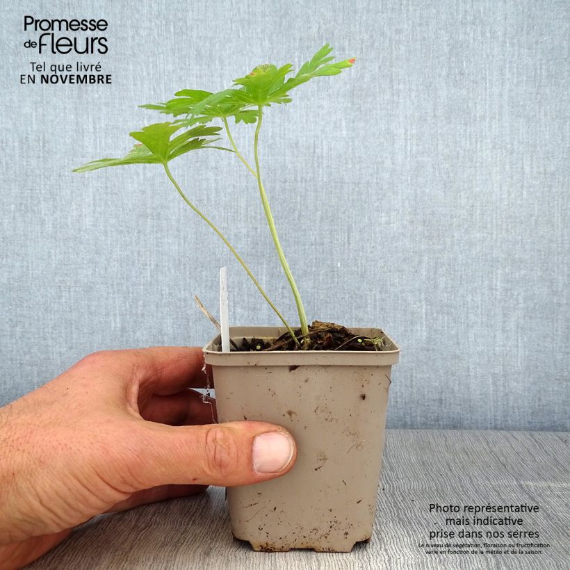 Exemplaar van Geranium maculatum Chatto - Gevlekte ooievaarsbek Kweekpotje van 8/9 cm zoals geleverd in de herfst