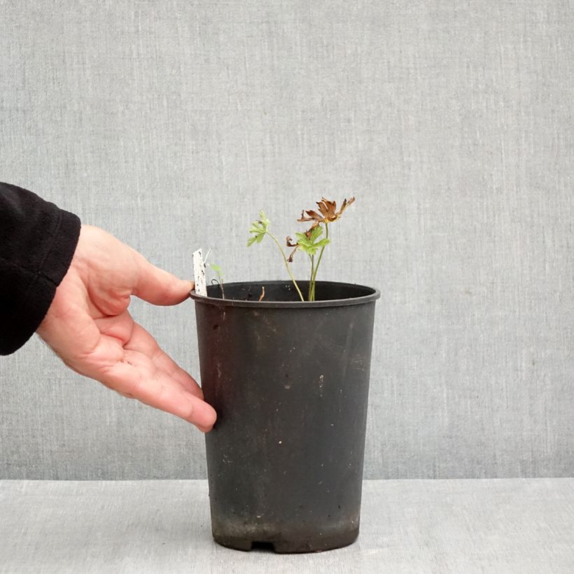Exemplaar van Geranium maculatum Chatto - Gevlekte ooievaarsbek Pot van 2 l/3 l zoals geleverd in de herfst