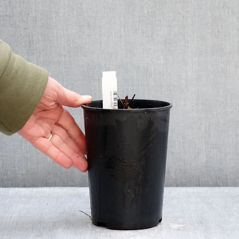 Example of Géranium vivace maculatum Chatto Pot van 2 l/3 l as you get in hiver