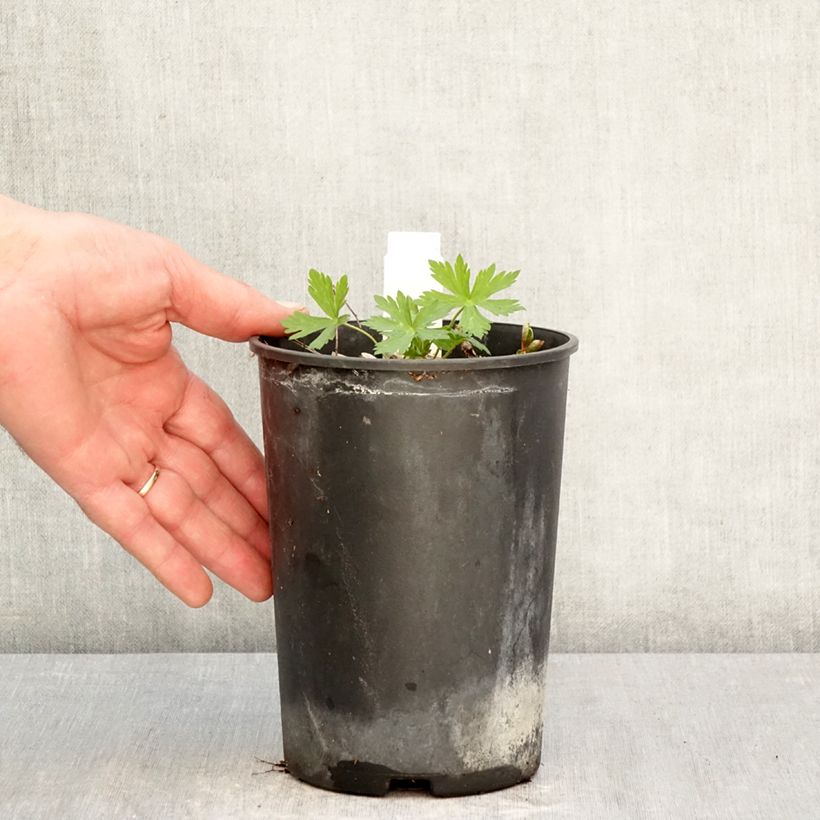 Exemplaar van Geranium maculatum Chatto - Gevlekte ooievaarsbek Pot van 2 l/3 l zoals geleverd in de lente