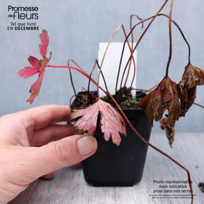 Example of Geranium maculatum Stormy Night - Gevlekte ooievaarsbek Kweekpotje van 8/9 cm as you get in hiver