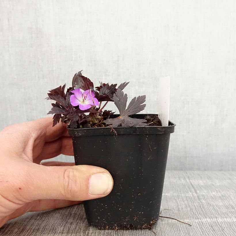 Exemplaar van Geranium maculatum Stormy Night - Gevlekte ooievaarsbek Kweekpotje van 8/9 cm zoals geleverd in de lente