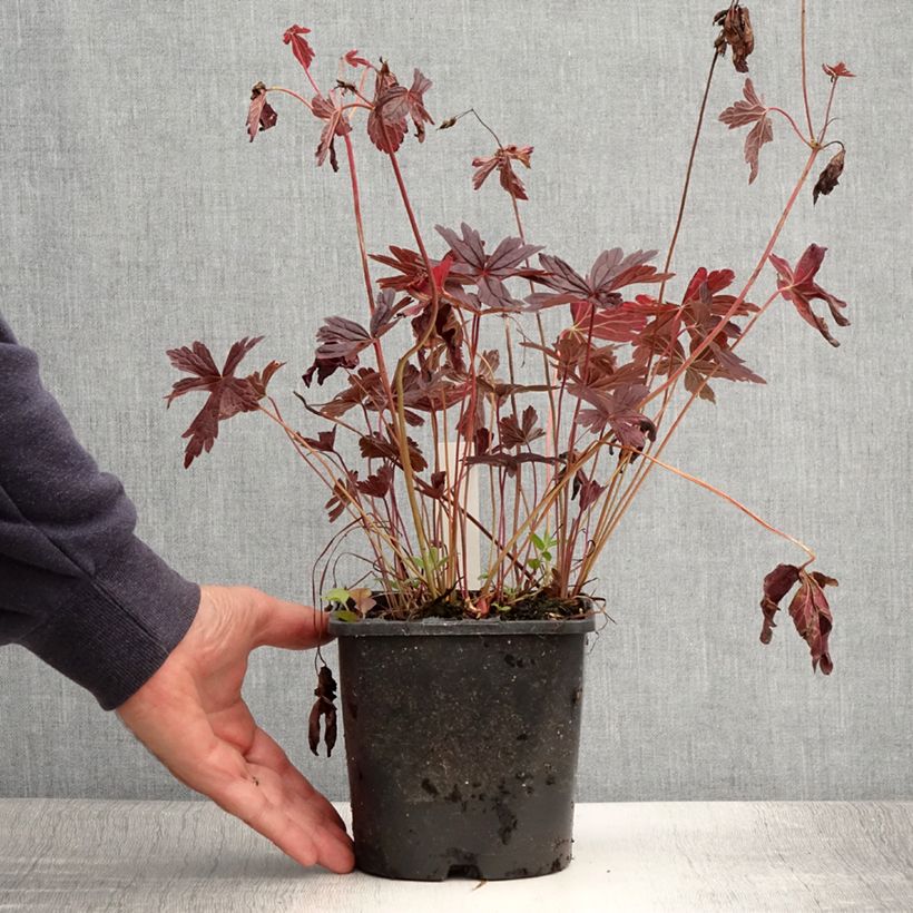Exemplaar van Geranium maculatum Stormy Night - Gevlekte ooievaarsbek Pot van 2 l/3 l zoals geleverd in de zomer