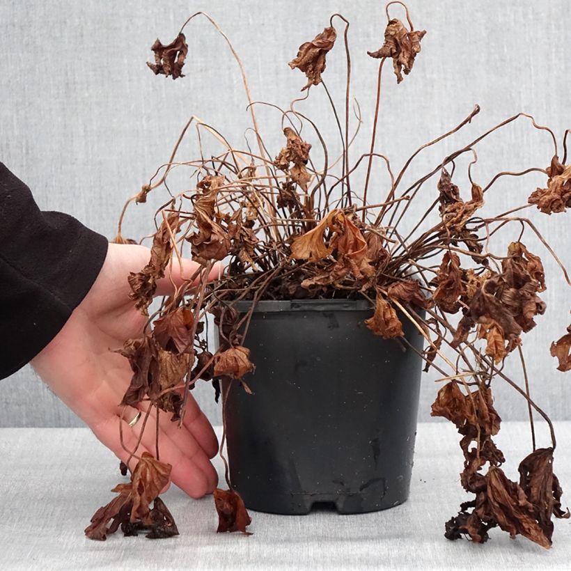 Example of Geranium maculatum Stormy Night - Gevlekte ooievaarsbek Pot van 2 l/3 l as you get in hiver