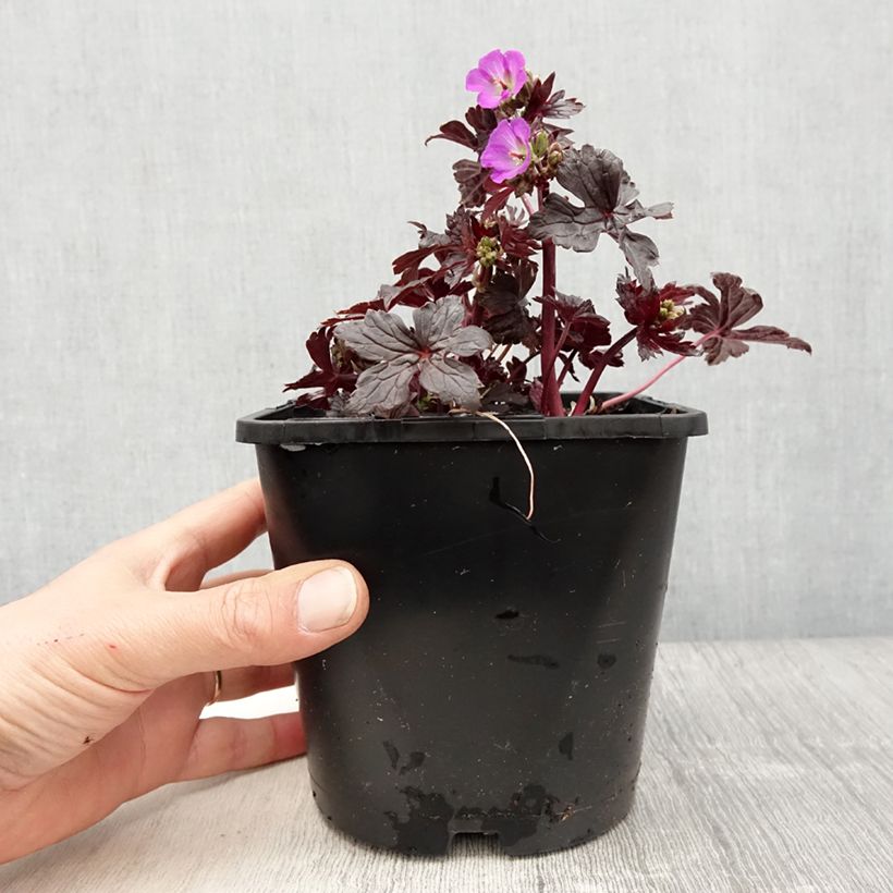 Exemplaar van Geranium maculatum Stormy Night - Gevlekte ooievaarsbek Pot van 2 l/3 l zoals geleverd in de lente