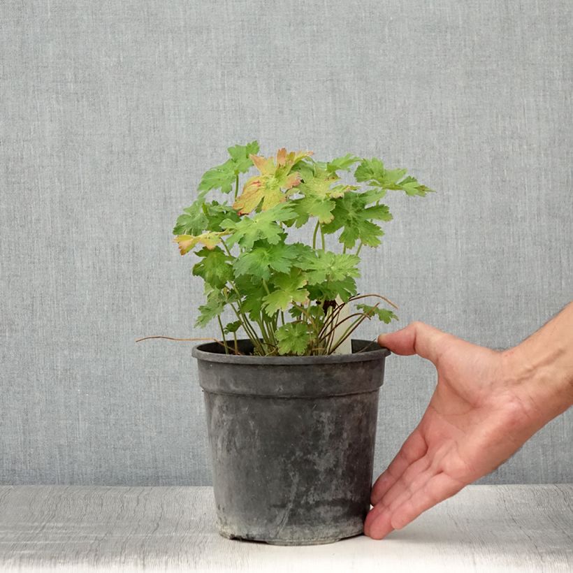 Exemplaar van Geranium magnificum Blue Blood - Ooievaarsbek Pot van 2 l/3 l zoals geleverd in de zomer