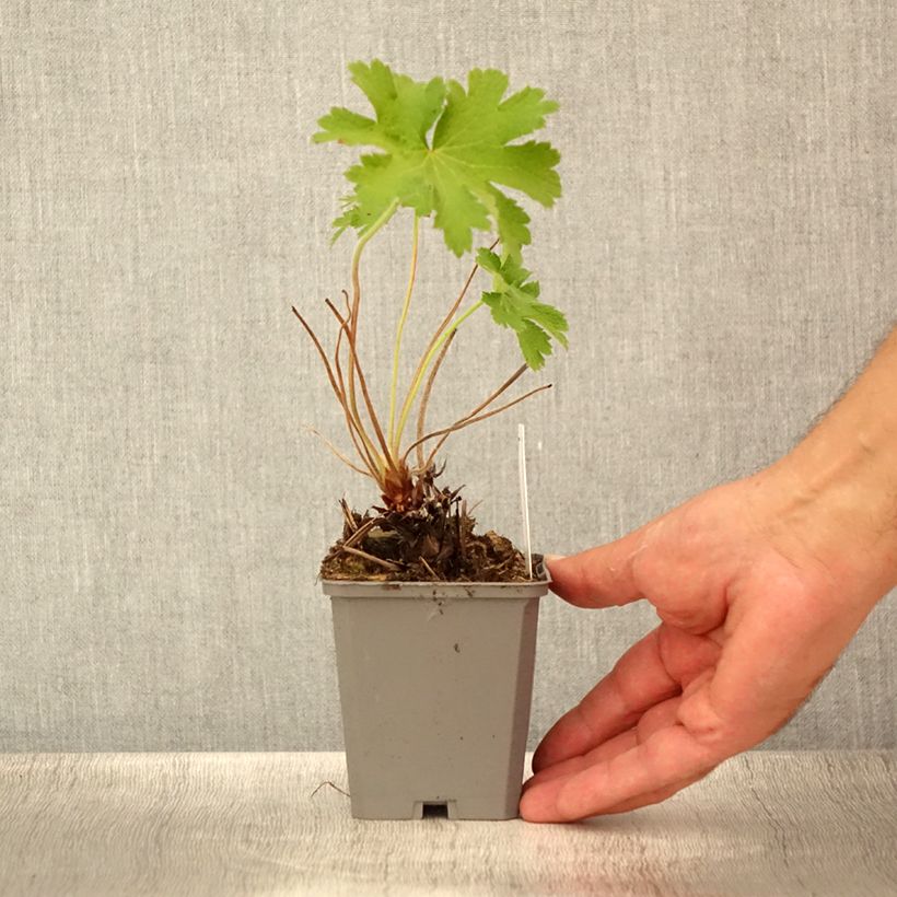 Exemplaar van Geranium magnificum - Ooievaarsbek Kweekpotje van 8/9 cm zoals geleverd in de zomer