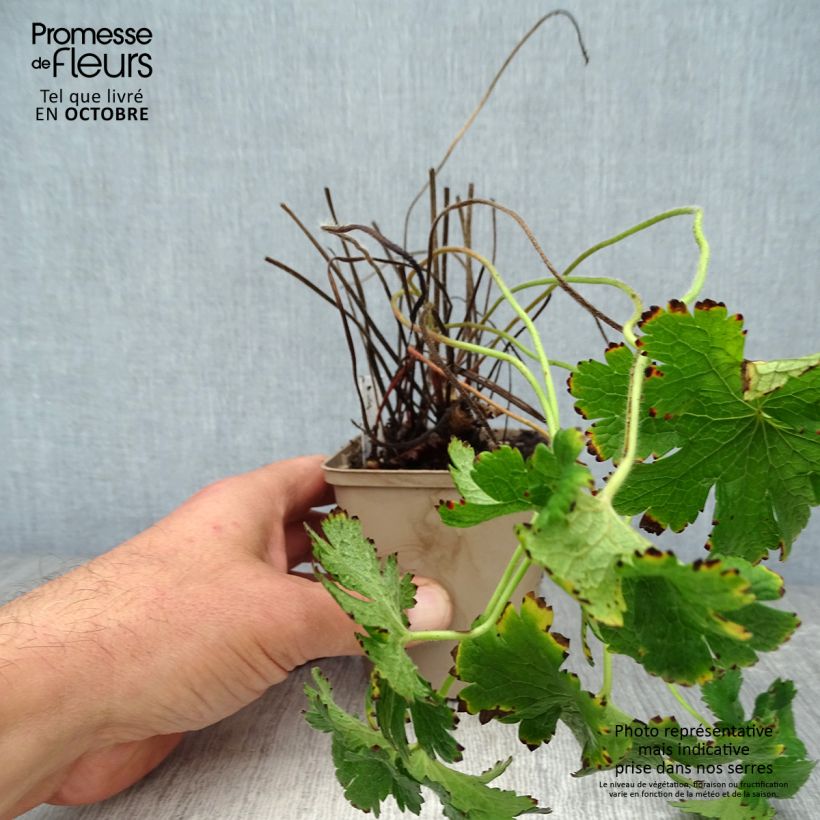 Exemplaar van Geranium magnificum Rosemoor - Ooievaarsbek Kweekpotje van 8/9 cm zoals geleverd in de herfst