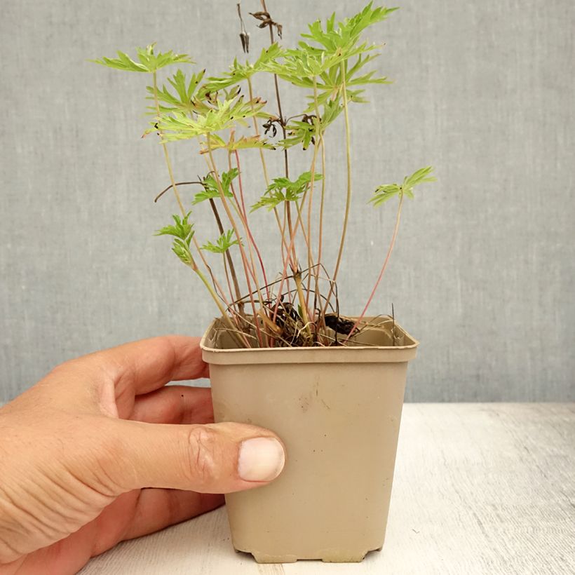 Exemplaar van Geranium collinum Nimbus - Ooievaarsbek Kweekpotje van 8/9 cm zoals geleverd in de zomer