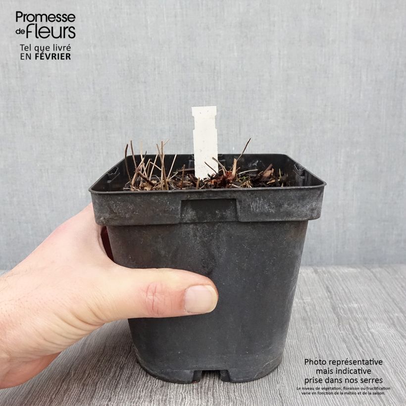 Example of Geranium nodosum - Ooievaarsbek Pot van 2 l/3 l as you get in hiver