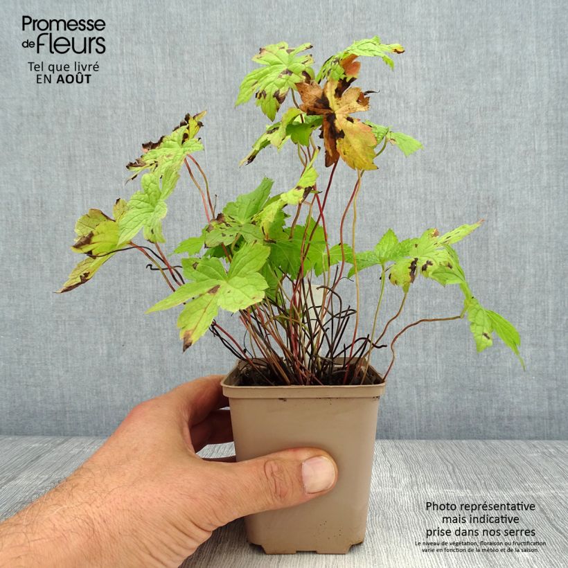 Exemplaar van Geranium nodosum Simon - Ooievaarsbek Kweekpotje van 8/9 cm zoals geleverd in de zomer