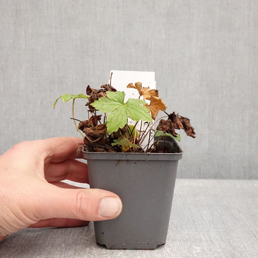 Example of Geranium vivace nodosum Tony's Talisman - Géranium noueux Kweekpotje van 8/9 cm as you get in hiver