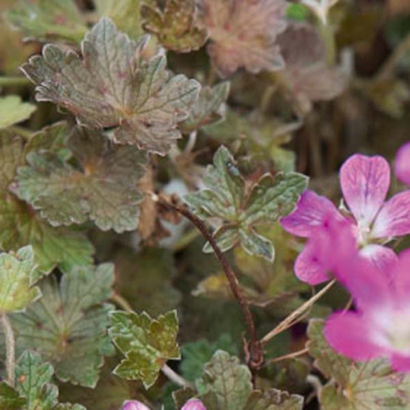 Geranium oxonianum Orkney Cherry - Ooievaarsbek (Foliage)