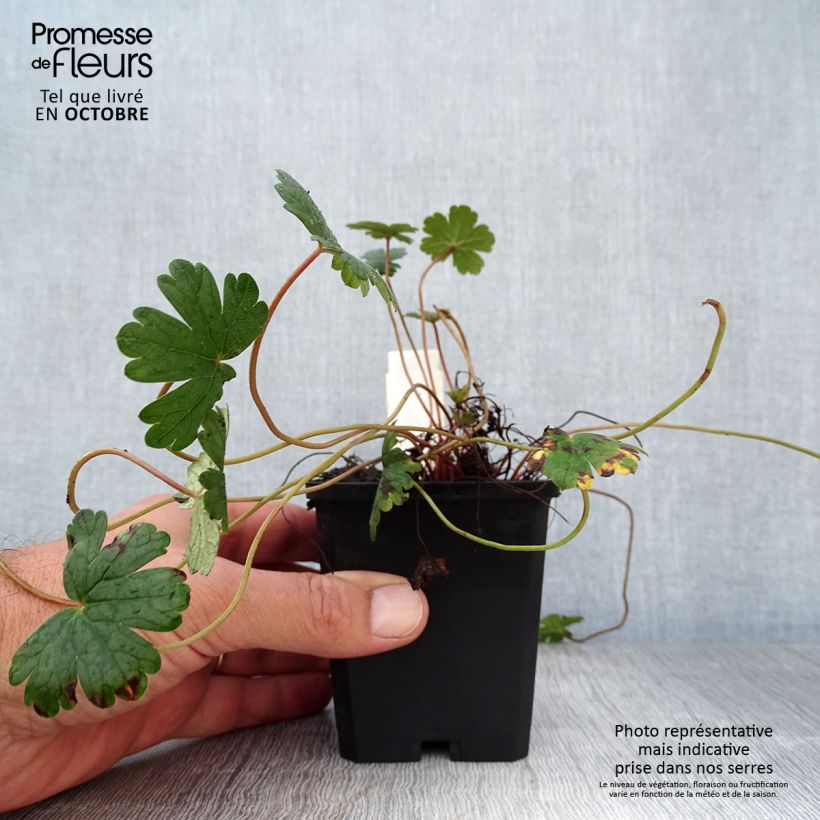 Exemplaar van Geranium oxonianum Orkney Cherry - Ooievaarsbek Kweekpotje van 8/9 cm zoals geleverd in de herfst