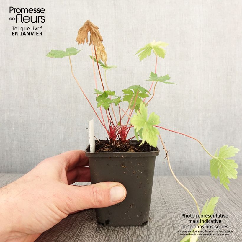 Example of Géranium vivace oxonianum Ankum's White Kweekpotje van 8/9 cm as you get in hiver