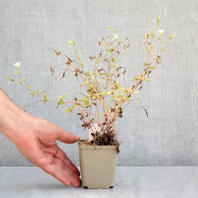 Exemplaar van Geranium Ankum's White (zaad) Kweekpotje van 8/9 cm zoals geleverd in de zomer