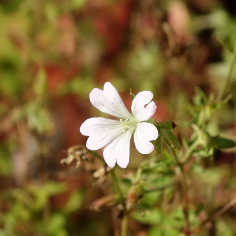 Geranium Ankum's White (zaad) (Bloei)