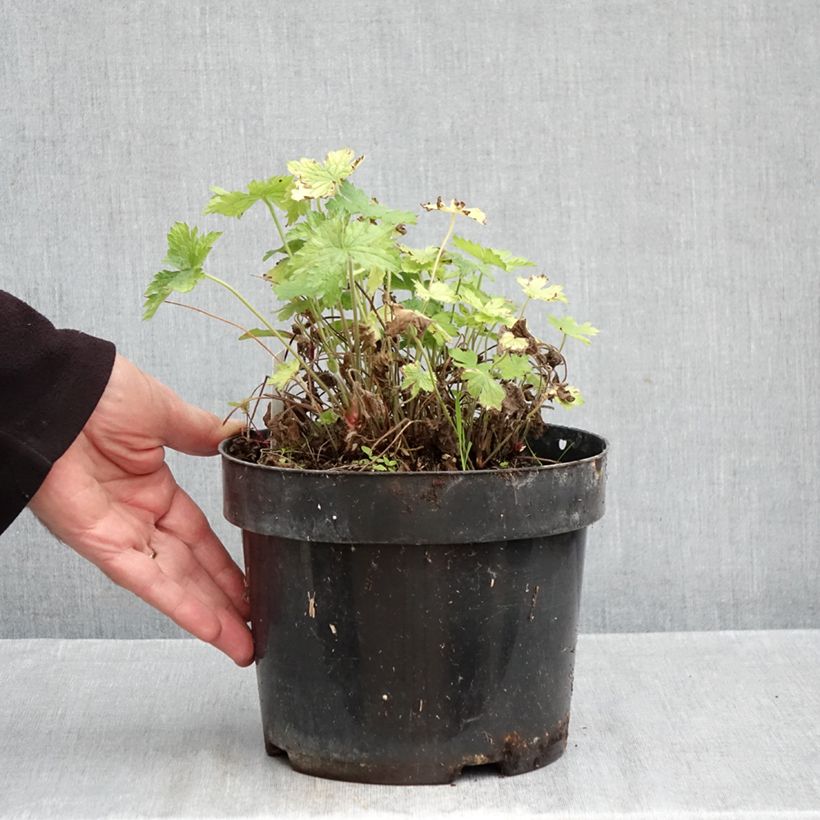 Example of Géranium vivace oxonianum Claridge Druce Pot van 2 l/3 l as you get in automne