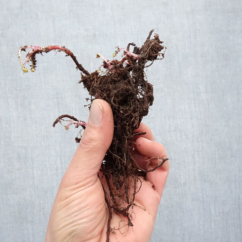 Example of Géranium vivace oxonianum Claridge Druce Naakte wortel as you get in hiver