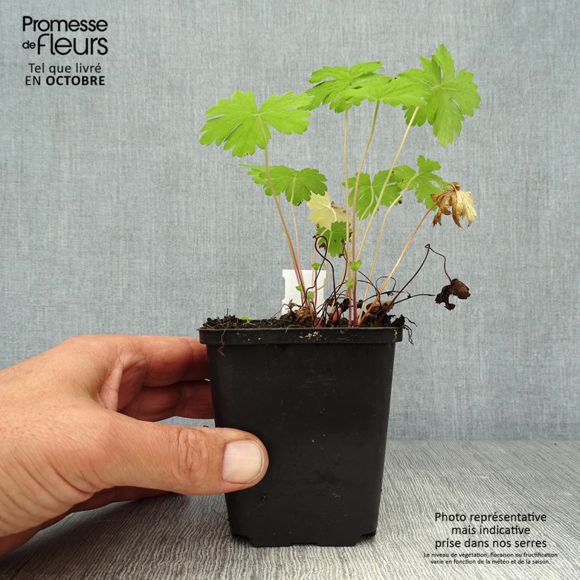 Exemplaar van Geranium oxonianum Hollywood - Ooievaarsbek Kweekpotje van 8/9 cm zoals geleverd in de herfst