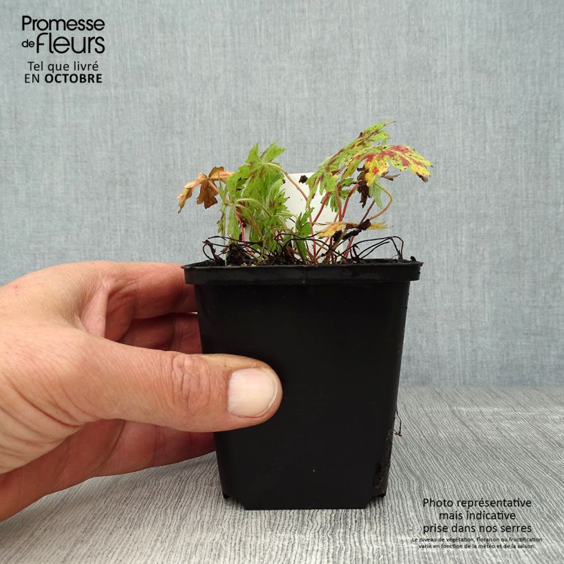 Exemplaar van Geranium oxonianum Katherine Adele - Ooievaarsbek Kweekpotje van 8/9 cm zoals geleverd in de herfst