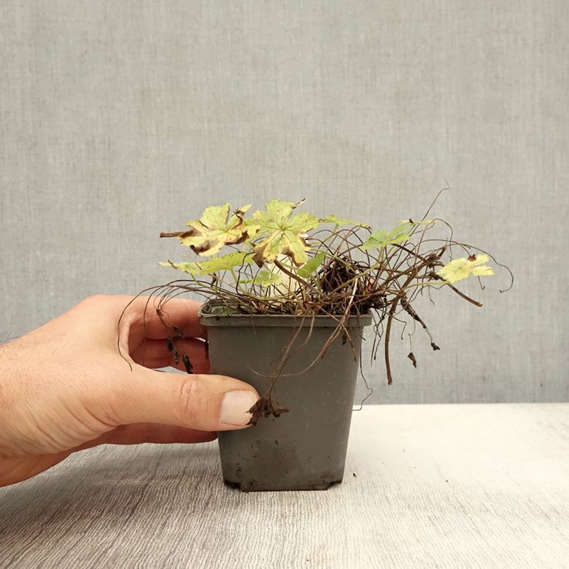 Exemplaar van Geranium oxonianum Walter 's Gift - Ooievaarsbek Kweekpotje van 8/9 cm zoals geleverd in de herfst