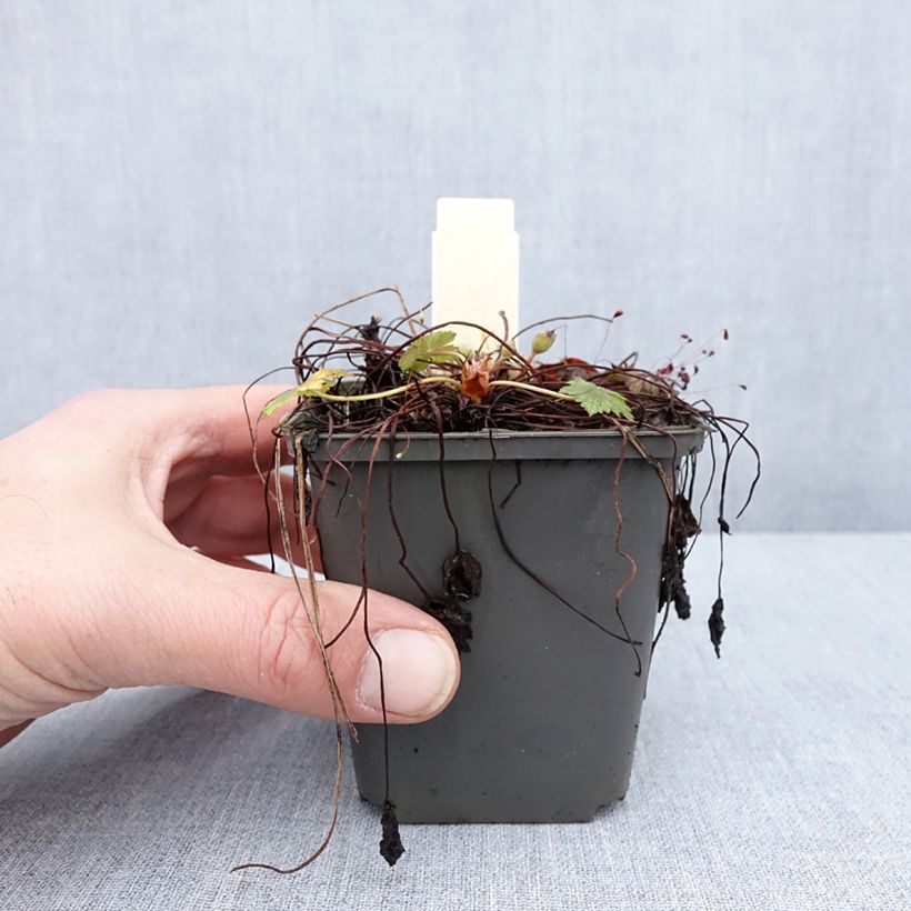 Exemplaar van Geranium oxonianum Walter 's Gift - Ooievaarsbek Kweekpotje van 8/9 cm zoals geleverd in de winter