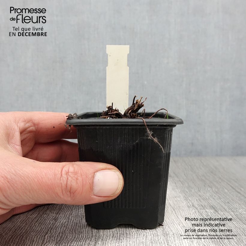 Exemplaar van Geranium palustre - Moerasooievaarsbek Kweekpotje van 8/9 cm zoals geleverd in de herfst