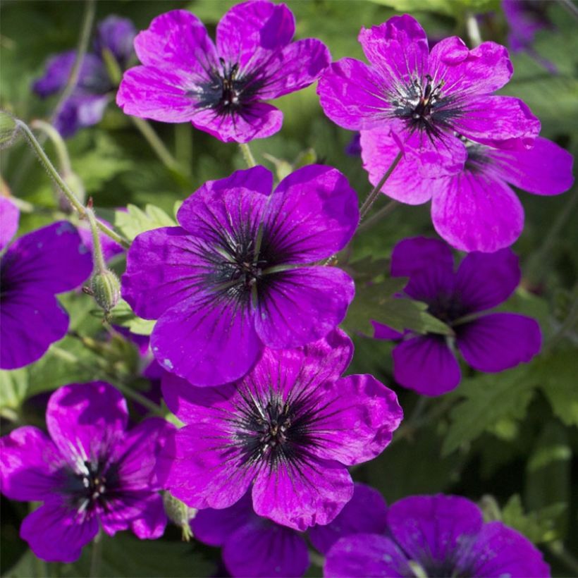 Geranium Patricia - ooievaarsbek (Flowering)