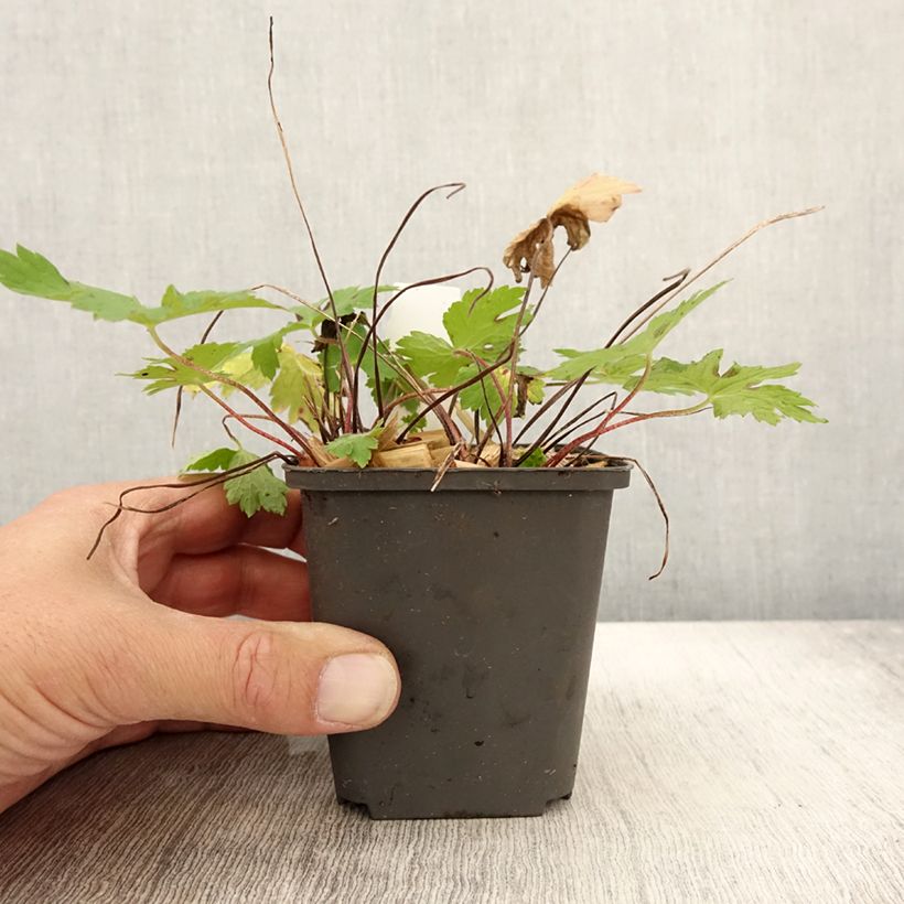 Exemplaar van Géranium vivace phaeum Angelina Godet de 8/9 cm zoals geleverd in de herfst