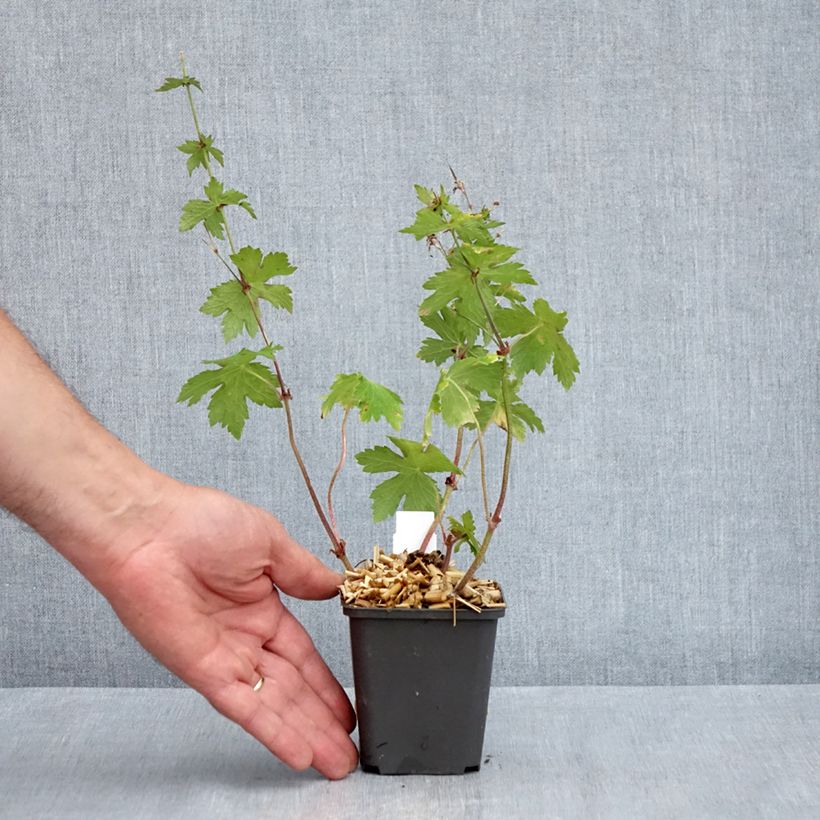 Exemplaar van Geranium phaeum Angelina - Donkere ooievaarsbek Kweekpotje van 8/9 cm zoals geleverd in de lente
