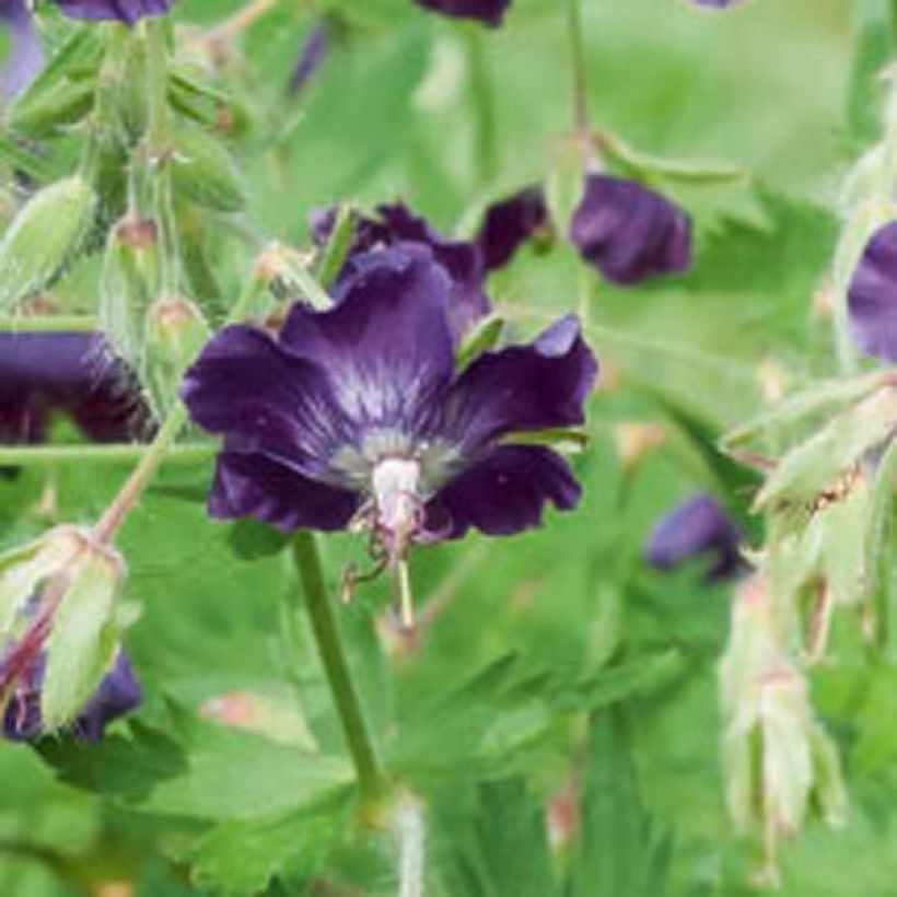 Geranium phaeum Lily Lovell - Donkere ooievaarsbek (Bloei)