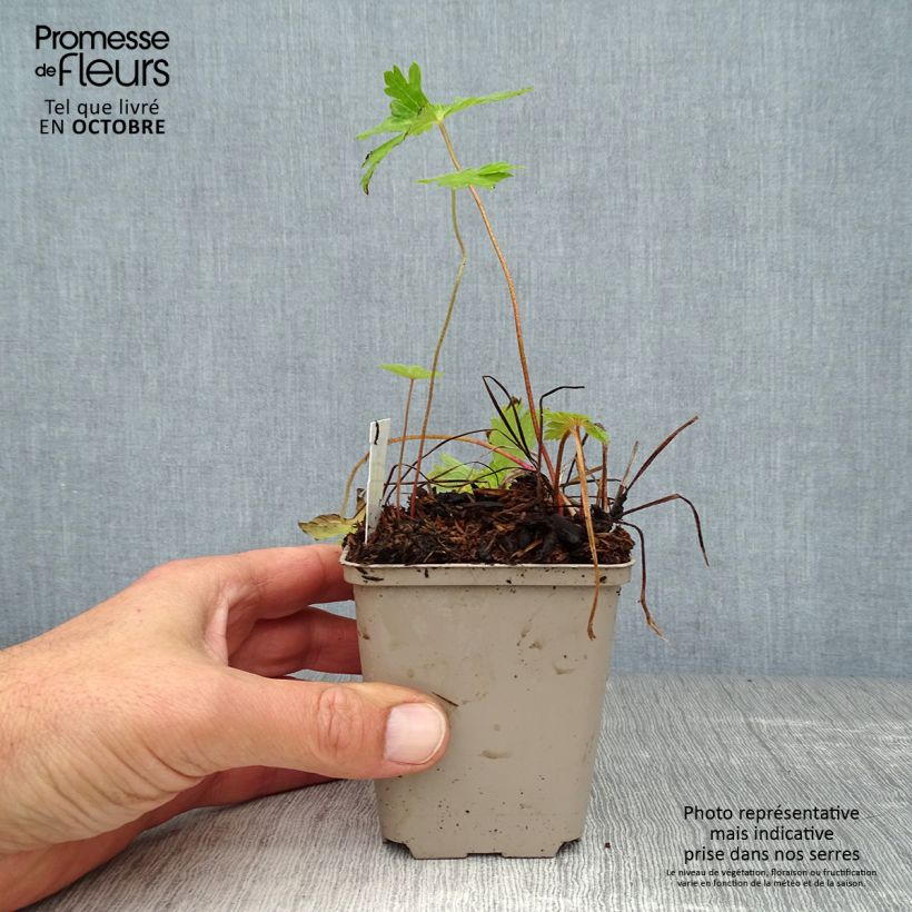Exemplaar van Geranium phaeum Lily Lovell - Donkere ooievaarsbek Kweekpotje van 8/9 cm zoals geleverd in de herfst